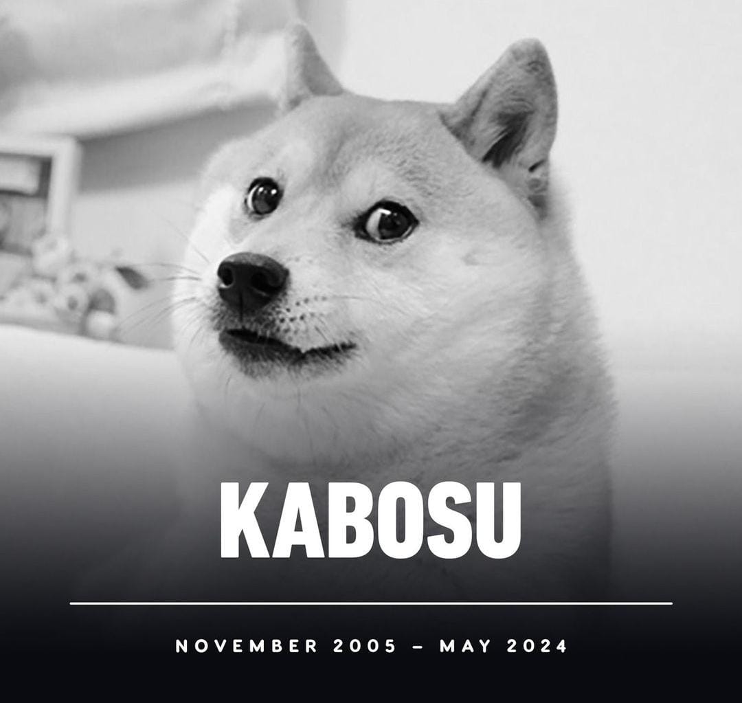 Doge Meme Kabosu